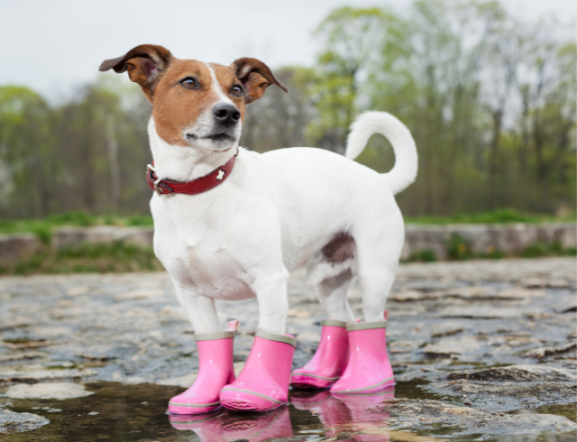 Raining and Pouring? Don't Leave Them Snoring- How To Entertain Your Dogs Indoors