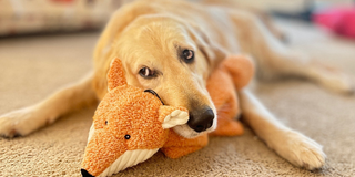 Golden Retriever cuddling an orange squooshie fox dog toy.