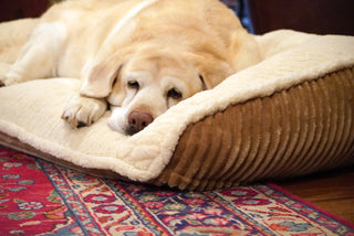 Yellow Lab sleeping on khaki Scout® Perfect Bolster dog bed