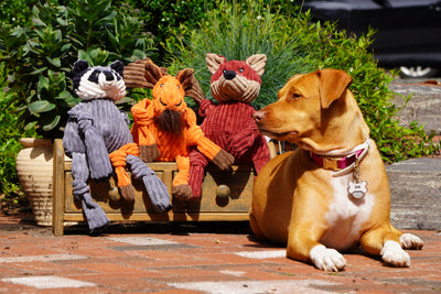 Dog posed with three Knottie® dog toys outside