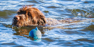 Blue Merle Border Collie jumping to catch blue Finn Shark Ruff-Tex® latex ball dog toy.