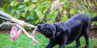 Black Labrador Retreiver playing with the XL Bunny Rope Knottie, all natural toy.