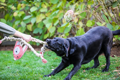 Dog and human playing tug of war with pink Bitsy Bunny Rope Knottie® dog toy outside
