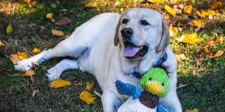Yellow Retriever sitting on grass hugging a duck corduroy knottie toy