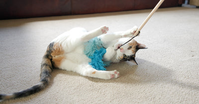 Cat playing with HuggleKats® blue fluffy Magic Wand cat toy