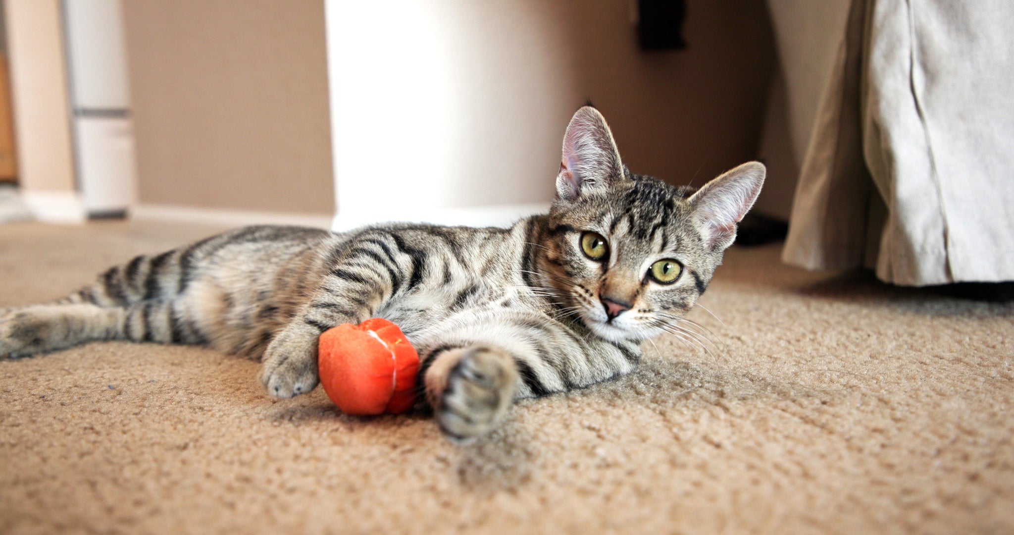Cat laying with orange Ma-cat-a-roonie cat toy on carpet