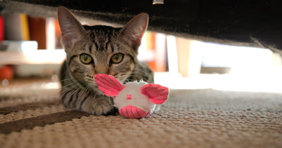 Cat laying next to pink and white Dust Bunny cat toy underneath couch