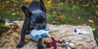 For Small Dogs Only