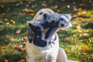 Golden furred lab dog with a durable Raccoon shaped dog toy in the mouth while sitting on grass.