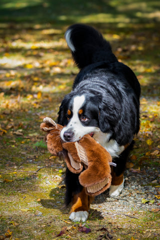 Black and white furred dog walking on grass and holding a Moose shaped durable dog toy on his mouth.