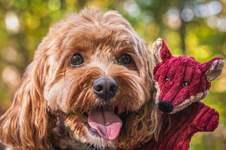 Brown furred dog sitting on grass next to a flat red fox with trees in the background.