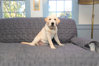 Yellow lab sitting on couch with charcoal quilted waterproof jersey furniture protector.