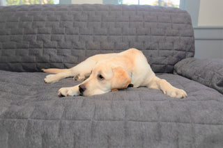 Yellow lab laying on couch with charcoal quilted waterproof jersey furniture protector.