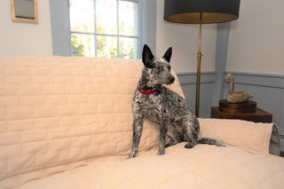 Black and white dog sitting on couch with natural quilted waterproof jersey furniture protector.