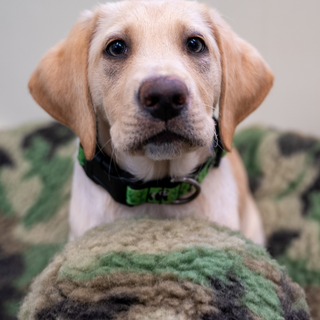 Yellow lab posing with camouflage HuggleFleece® ball.