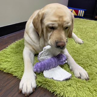 Close up view of golden furred lab dog laying on green carpet, with purple and white butterfly plush crinkly dog toy in front.