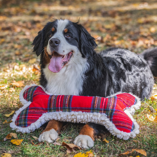 Large Bernese Mountain Dog lying on grass with oversized HuggleFleece® Tartan Tidings Bone plush dog toy.