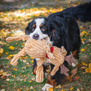 Large black and white dog carrying a HuggleHounds Rudy Reindeer Knottie dog toy outside on a fall day.