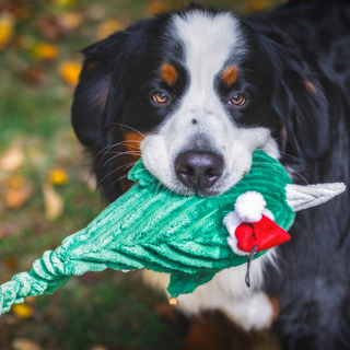 Bernese Mountain Dog holding the Noe Narwhal Knottie® toy in its mouth while standing outside on grass.