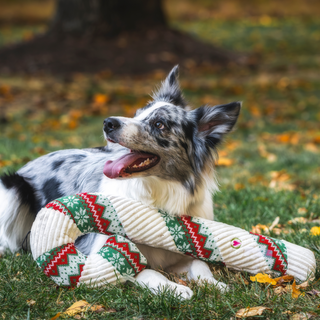 Dog laying in grass with large Wintergreen Candy Cane toy, smiling and looking up.
