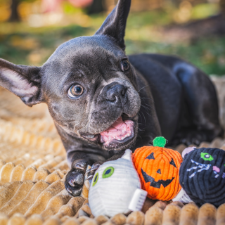French Bulldog puppy on a tan blanket with three Monster Mash Wee Huggles® Balls mummy, pumpkin, and cat in front of him.