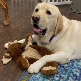 Close up view of golden furred lab dog laying on the floor on top a of a maple moose x-brace plush dog toy.
