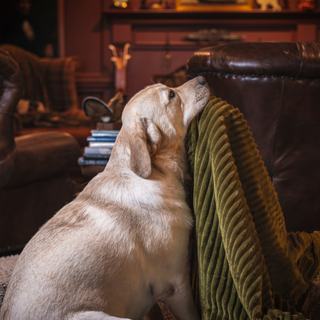 Golden lab dog sitting on sofa leaning against arm rest with the green blanket around it.