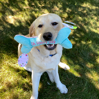 Close up view of golden furred lab dog sitting on grass looking up holding a blue and pink plush dog bone with the words "Oh Happy Day".