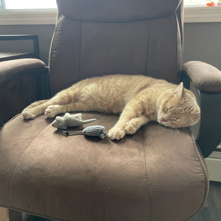 Orange cat asleep next to two gray mice cat toys.