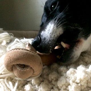 Dog chewing on HuggleHide Naturals tanned water buffalo knotted bone.