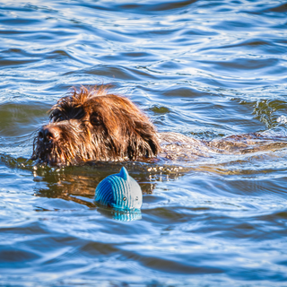 Dog swimming next to Finn the Shark. Finn is floating on the water.