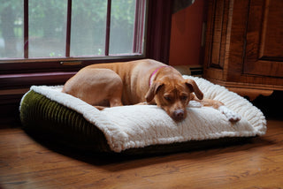 Brown dog laying on olive green Scout Perfect Bolster Bed