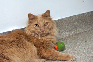 Cat laying with PlayKat™ ball interactive cat toy.