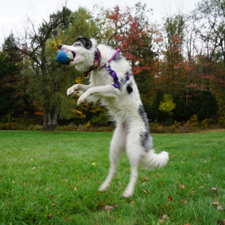 Dog jumping to catch squeaky ball shaped shark dog toy.