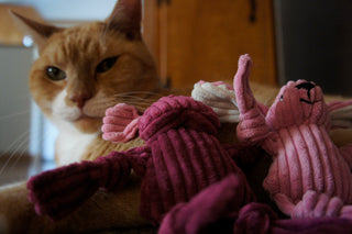 Cat with mouse and bunny corduroy plush cat toys leaning on it.