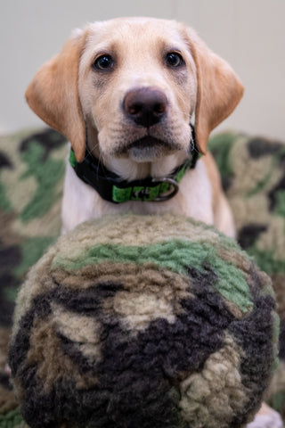Yellow lab sitting behind Fluffy green camo HuggleFleece® ball plush dog toy.