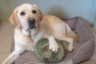 Yellow lab dog laying with fluffy green camo HuggleFleece® ball plush dog toy.