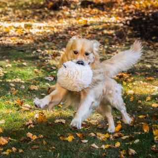 Golden Retriever running with a large, 8" HuggleFleece® ball.
