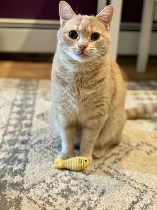 Orange tabby cat standing with yellow Sardinie laying in front.