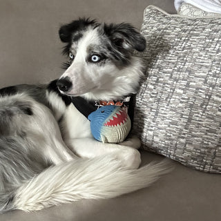 Dog laying on a couch with ball shaped shark dog toy.