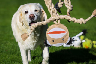 Yellow lab running toward Stuey Sock Monkey rope dog toy dangling in air.