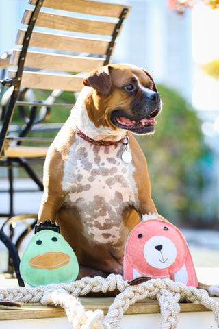 A dog standing over a bunny rope dog toy and a duck rope dog toy.