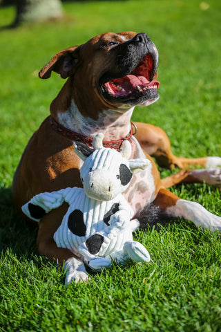 Image of dog laying down with cow shaped plush dog toy below.