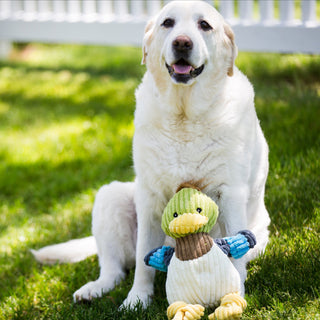 Yellow lab sitting behind Dilly Duck durable plush corduroy dog toy.