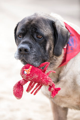 Dog holding lobster plush toy in mouth.