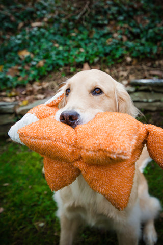 Golden Retriever holding Squooshie™ fox durable plush dog toy.