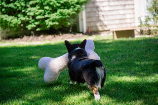 Corgi walking away with fluffy natural cream colored HuggleFleece® two foot bone with squeaker.