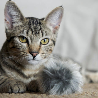 Gray tabby cat laying next to gray Fur Ballie cat toy.