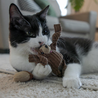 Black and white cat playing with catnip stuffed wee Chippie and His Acorn cat toys.