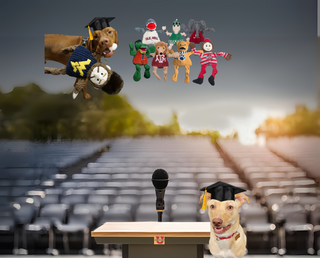 Graduation-themed mobile banner for HuggleGroups collegiate plush dog toys. At the top, seven collegiate mascot plush dogs are lined up. To the left, a brown-furred dog holds a Wichita State college dog toy. At the bottom, a podium with a microphone stands behind a yellow-furred dog wearing a graduation cap.